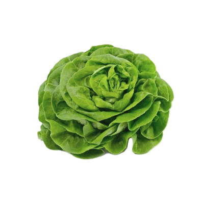 TROCADERO Lettuce Organic